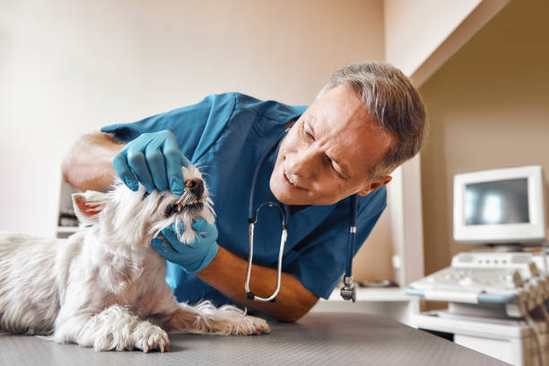 Best Mobile Emergency Dentist in Piedmont, SD